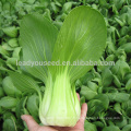 PK04 Xiaping f1 hybride haute qualité résistant à la chaleur pakchoi graines, graines de légumes hybrides